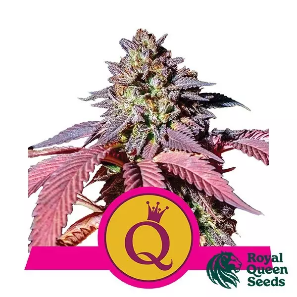 View Purple Queen - Royal Queen Seeds - feminizada - Grow Barato
