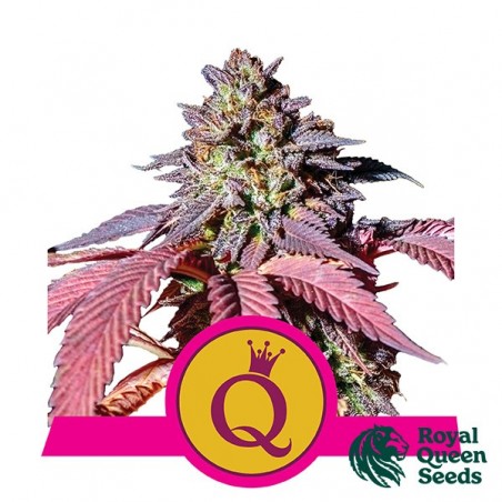 Purple Queen - Royal Queen Seeds - feminizada - Grow Barato