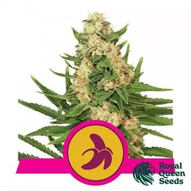 Fat Banana - Royal Queen Seeds - feminizada - GB The Green Brand