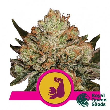Hulkberry