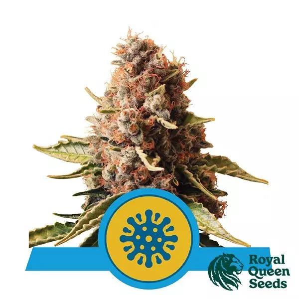 View Euphoria CBD by Royal Queen Seeds - GB