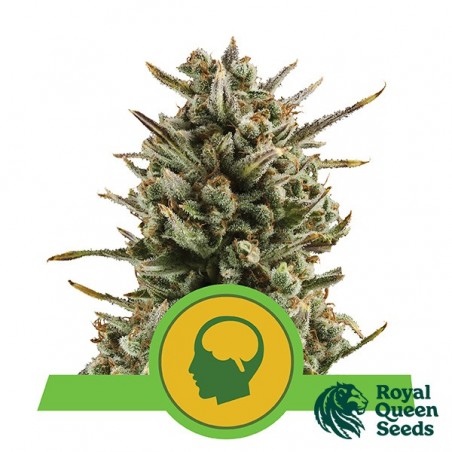 Amnesia Haze Automatic