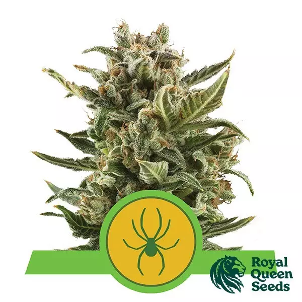 View Royal Jack Automático de Sementes Rainha Real - GB The Green Brand
