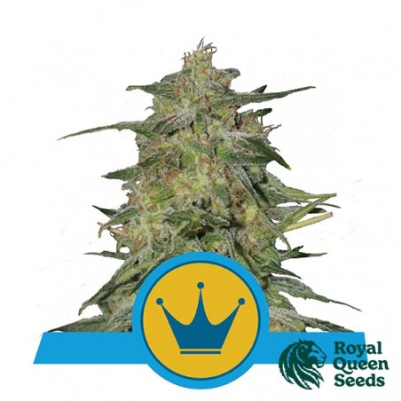 Royal Highness CBD