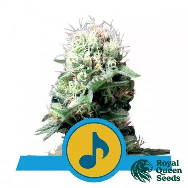 Dance World CBD by Royal Queen Seeds - GB