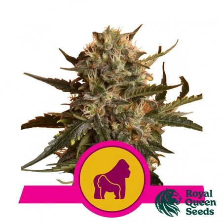 Mother Gorilla