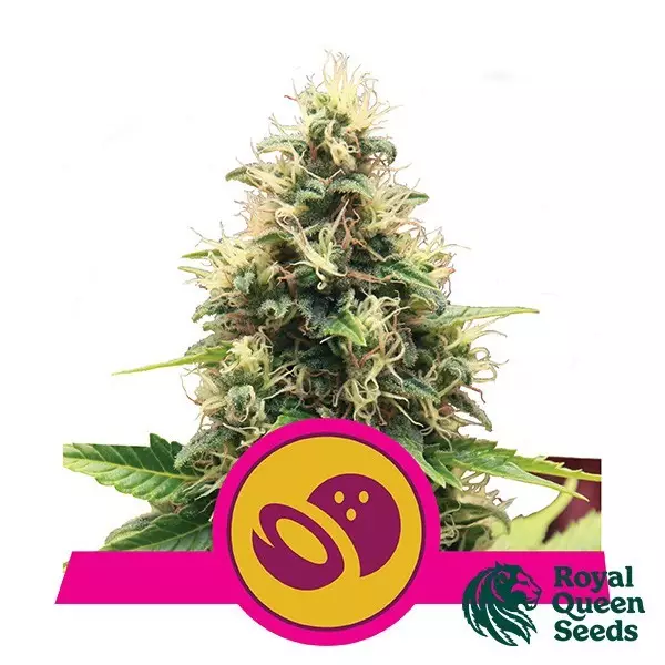 View Feminized Somango XL by Royal Queen Seeds -GB