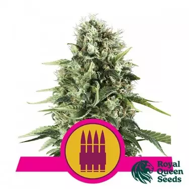 Feminized Royal AK by Royal Queen Seeds - GB