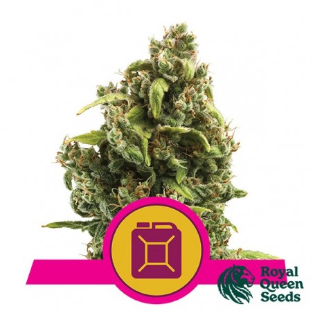 Sour Diesel