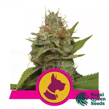 Kali Dog of Royal Queen Seeds feminizado - GB The Green Brand