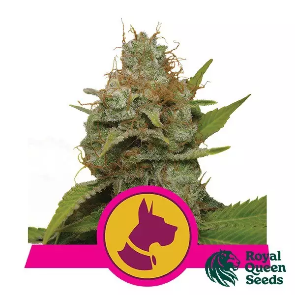 View Kali Dog of Royal Queen Seeds feminizado - GB The Green Brand