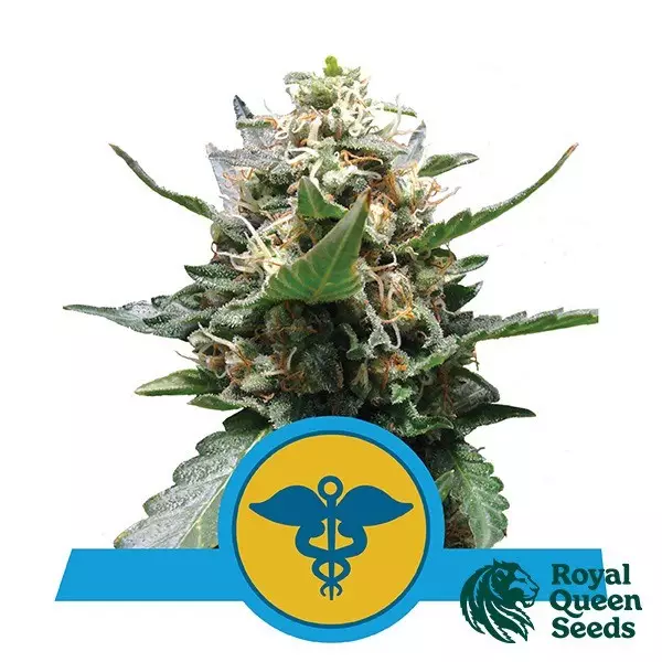 View Royal Medic of Royal Queen Seeds feminized - GB The Green Brand