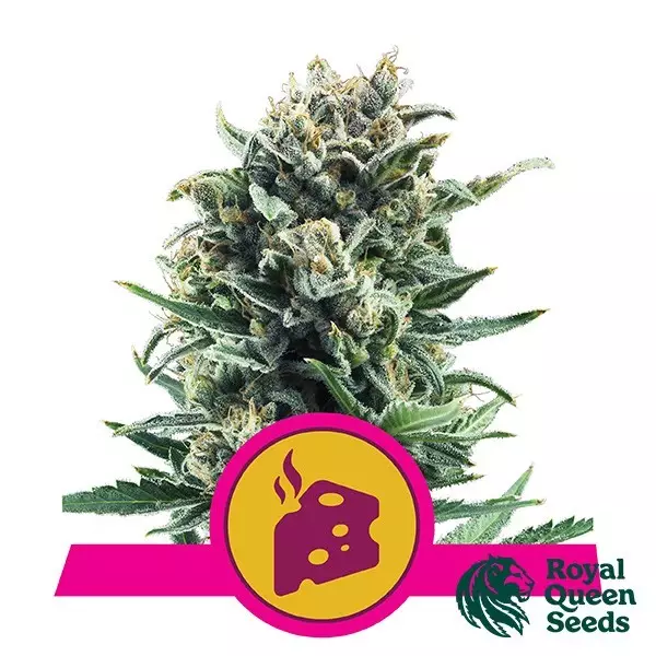 View Queijo Azul da Rainha Real Sementes feminizado - GB The Green Brand