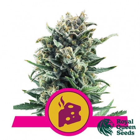 Blue Cheese