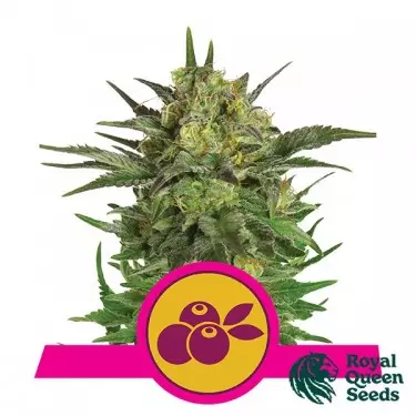 Haze Berry by Royal Queen Seeds - GB