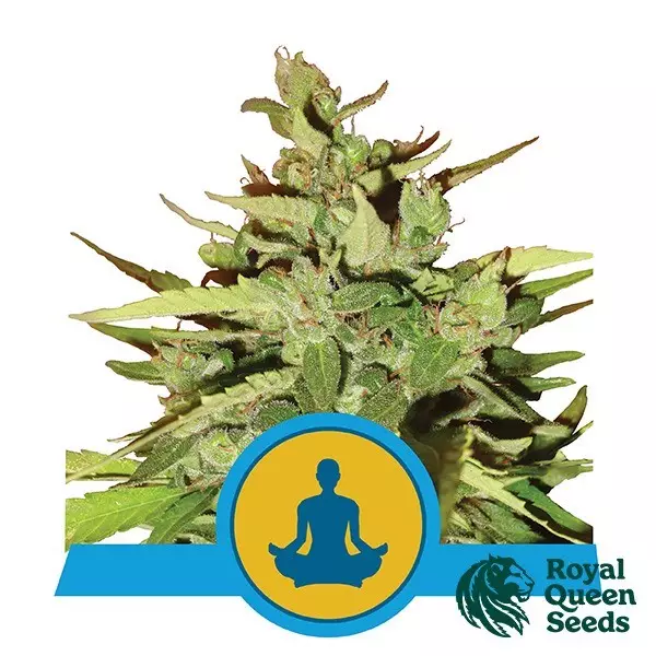 Stress Killer Auto CBD Royal Queen Seeds - GB The Green Brand