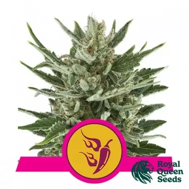 Speedy Chile of Royal Queen Seeds feminized - GB The Green Brand