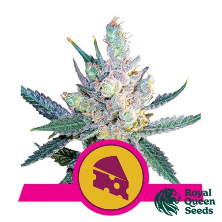 Royal Cheese Fast Flowering