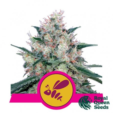 Honey Cream Fast Flowering
