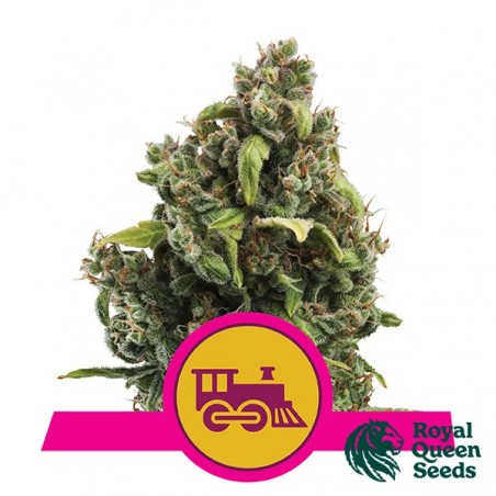 Candy Kush Fast Flowering