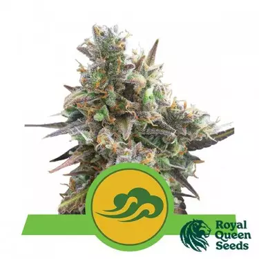 Royal Bluematic of Royal Queen Seeds - GB The Green Brand