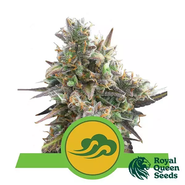View Royal Bluematic by Royal Queen Seeds - GB