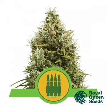 Royal AK Automático por Royal Queen Seeds - GB The Green Brand