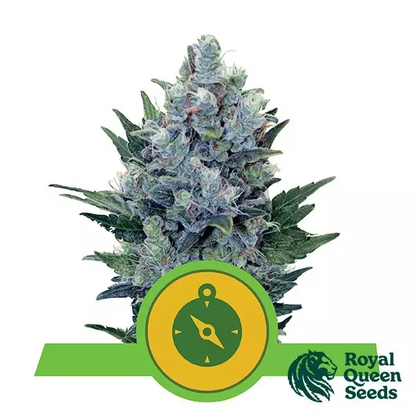 View Northern Light Auto by Royal Queen Seeds - GB