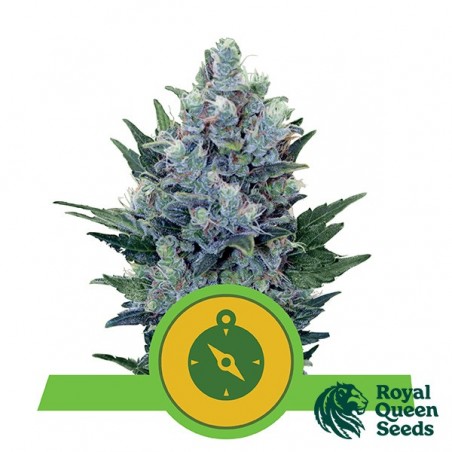 Northern Light Automatic