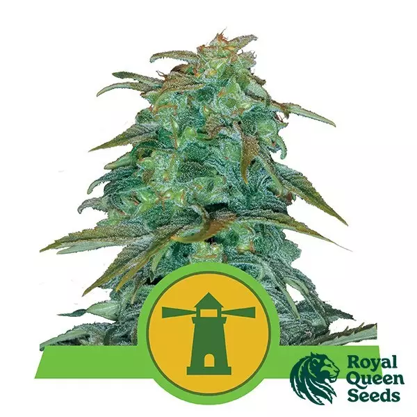View Royal Haze Automatic by Royal Queen Seeds -GB