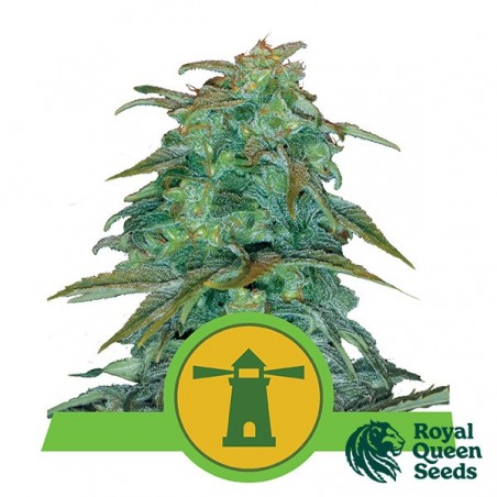 Royal Haze Automatic