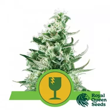 Royal Critical Automatic by Royal Queen Seeds - GB
