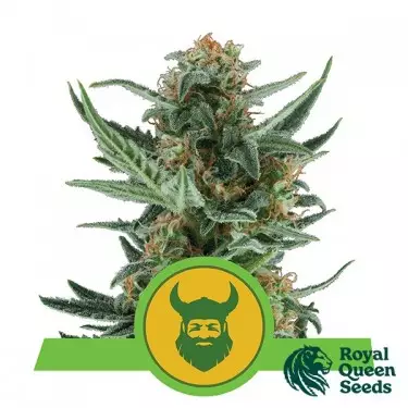 Royal Dwarf of Sementes autoflorescentes Royal Queen Seeds - GB The Green Brand