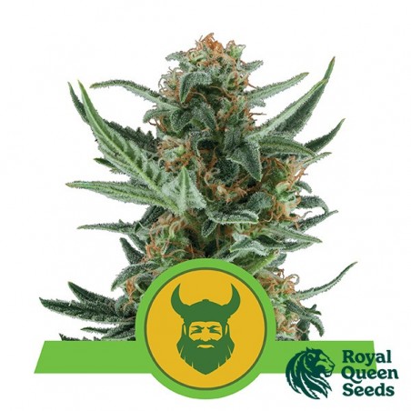 Royal Dwarf Auto