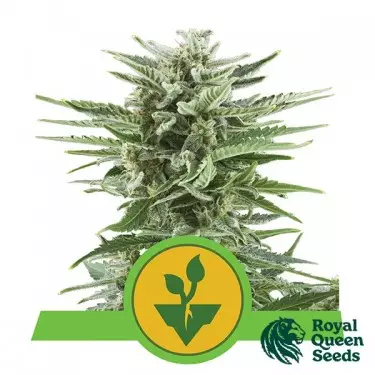 Fácil Bud Royal Queen Seeds automático - GB The Green Brand