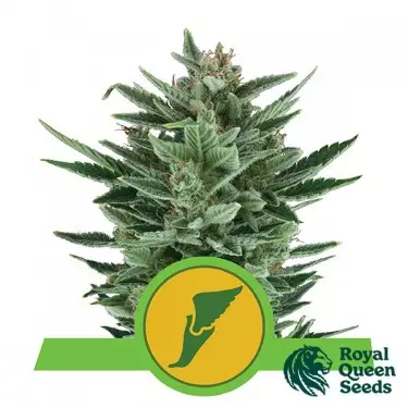 Quick One Auto sementes de Royal Queen Seeds - GB The Green Brand