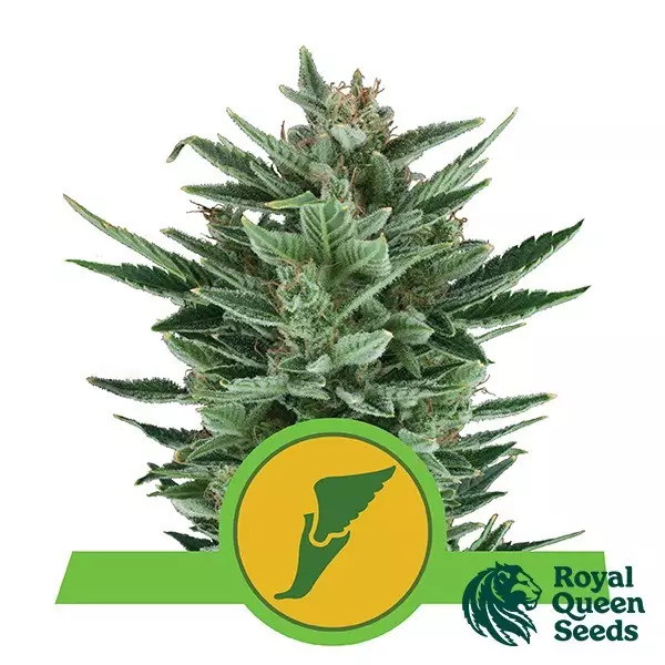 View Quick One Auto sementes de Royal Queen Seeds - GB The Green Brand