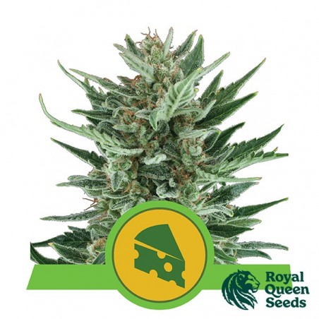 Royal Cheese Automatic Royal Queen Seeds