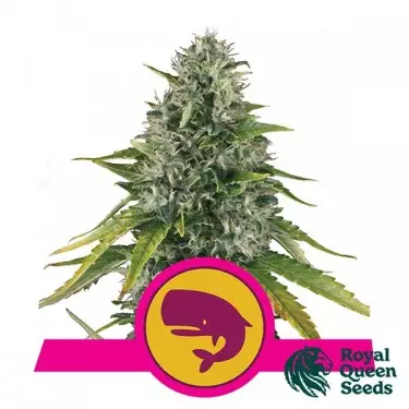 Royal Moby by Royal Queen Seeds - GB