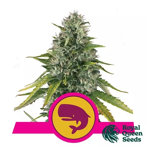 View Royal Moby by Royal Queen Seeds - GB