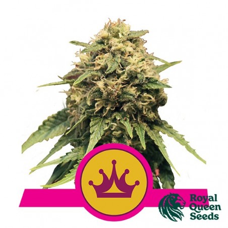 Special Queen 1