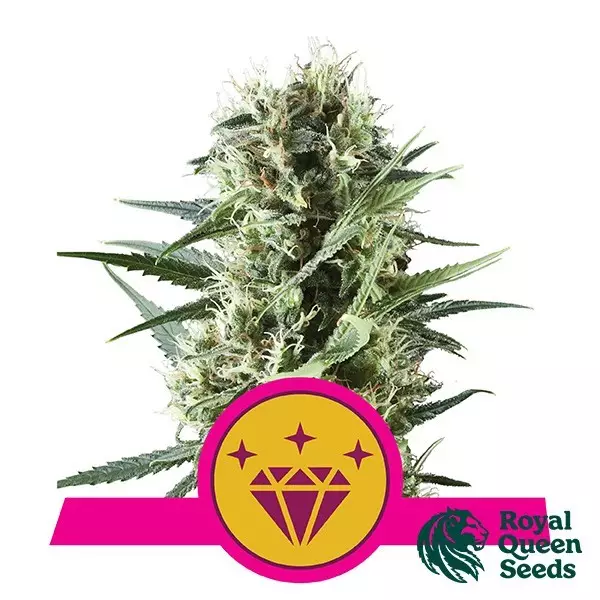 View Special Kush 1 by Royal Queen Seeds - GB
