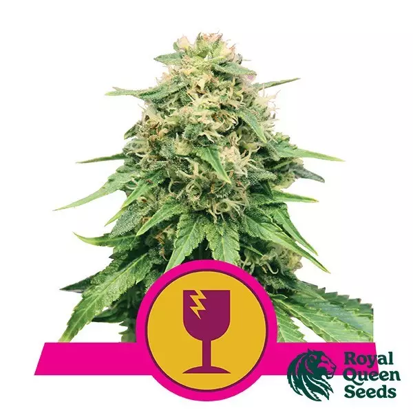 View Critical de Royal Queen Seeds feminizada - GB The Green Brand