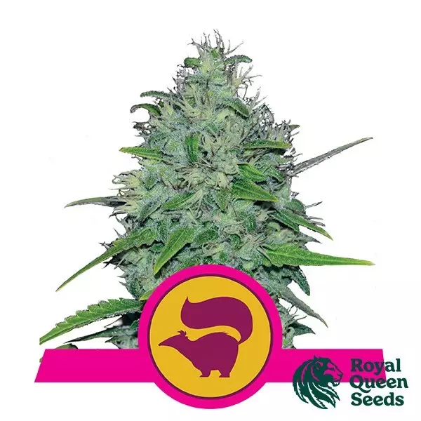 View Skunk XL by Royal Queen Seeds - Grow Barato