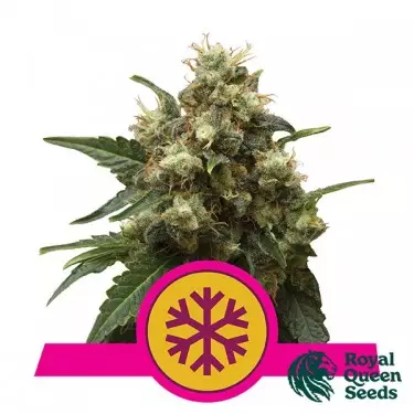 Royal Queen Seeds Ice feminized - GB The Green Brand