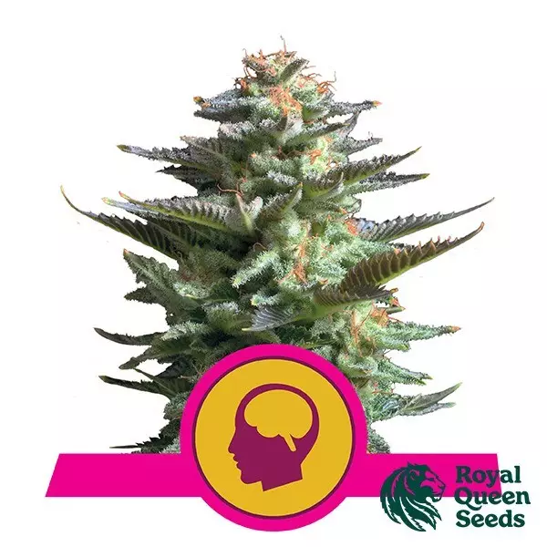 View Amnesia Haze feminizada de Royal Queen Seeds - GB The Green Brand