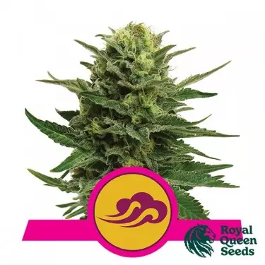 Blue Mystic Royal Queen Sementes feminizado - GB The Green Brand
