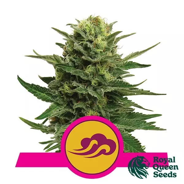 View Blue Mystic Royal Queen Sementes feminizado - GB The Green Brand