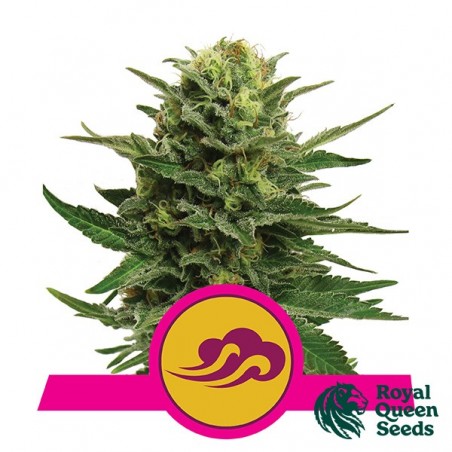 Blue Mystic