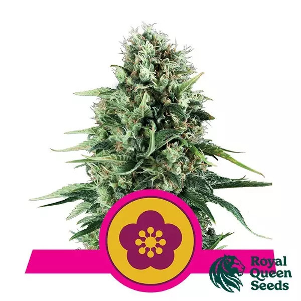 Power Flower by Royal Queen Seeds - GB